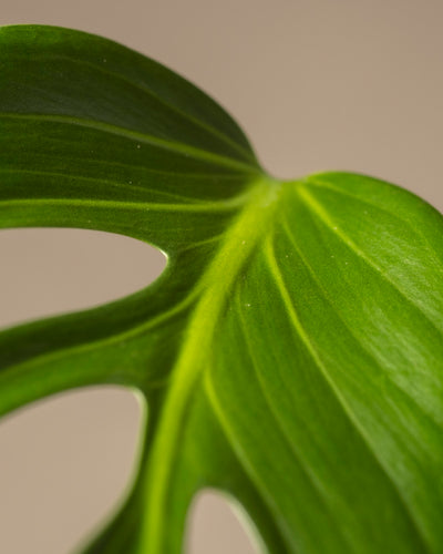 Eine Nahaufnahme eines Monstera-Blattes der Sorte Burle Marx, glatt mit gewellten Rändern, vor einem beigen Hintergrund. Seine markanten Adern und sein natürlicher Glanz heben den satten Grünton hervor und zeigen Ihr Pflanzenwissen.