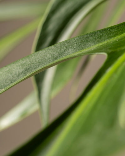 Eine Nahaufnahme eines Flammenblattes der Monstera burle marx zeigt dessen glatte Textur und gewellte Form. Der weiche Fokus verleiht ein abstraktes, natürliches Gefühl, während der neutrale Hintergrund die leuchtend grüne Farbe hervorhebt und die satte Schönheit von Pflanzenkenntnis zelebriert.