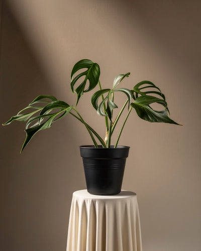 Eine Monstera Burle Marx Flame im Topf mit großen, gespaltenen grünen Blättern steht auf einem drapierten runden Sockel. Sonnenlicht hebt ihre seltene Eleganz vor einem neutralen Hintergrund hervor und schafft eine heitere Atmosphäre.