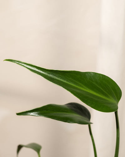 Eine Nahaufnahme eines Hydro • Monstera Burle Marx Flame-Blattes hebt seine glatte, glänzende Textur hervor. Die auffällige längliche Form dieser Hydrokultur-Schönheit hebt sich von einem neutralen, hellen Hintergrund ab.
