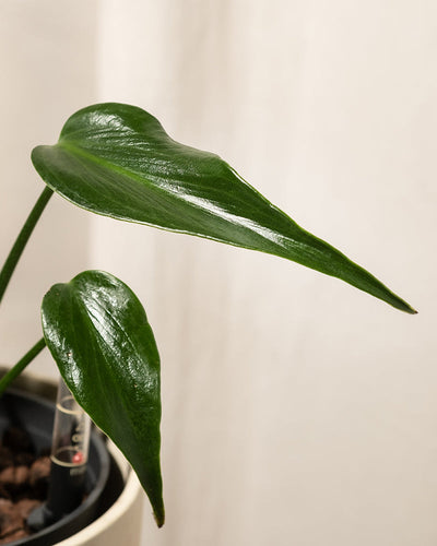 Eine Nahaufnahme einer Hydro • Monstera Burle Marx Flame in Hydrokultur zeigt zwei große, glänzende, dunkelgrüne Blätter vor einem neutralen Hintergrund. Ein Blatt ist länglich und spitz, während das andere breiter und runder ist, was das gesunde und gepflegte Aussehen der Pflanze unterstreicht.