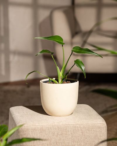 Eine Hydro • Monstera Burle Marx Flame in einem beigen Topf steht auf einem stoffbezogenen Hocker. Im Hintergrund ist ein verschwommenes Sofa zu sehen und sanftes Sonnenlicht, das durch ein Fenster fällt und weiche Schatten wirft, die die einzigartige Eleganz der Pflanze unterstreichen.