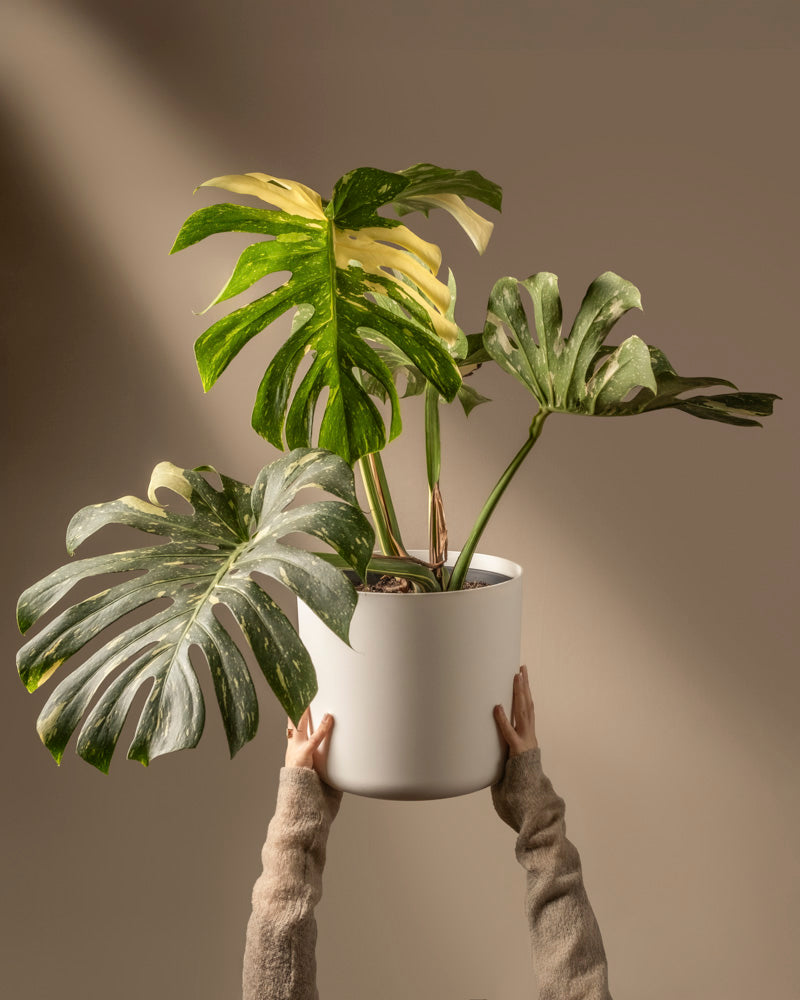 Hände halten einen weißen Topf mit einer Monstera deliciosa „Thai Constellation“, die große grüne und gelbe Blätter zeigt. Der neutrale beige Hintergrund und die sanfte Beleuchtung betonen die Eleganz dieser atemberaubenden Pflanze.