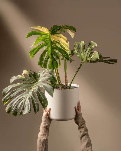 Hände halten einen weißen Topf mit einer Monstera deliciosa „Thai Constellation“, die große grüne und gelbe Blätter zeigt. Der neutrale beige Hintergrund und die sanfte Beleuchtung betonen die Eleganz dieser atemberaubenden Pflanze.