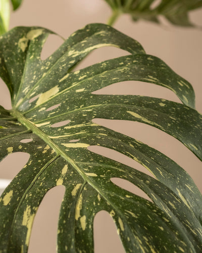Nahaufnahme eines großen Blattes der Monstera deliciosa „Thai Constellation“ mit gelben Sprenkeln und Schlitzen vor einem sanften beigen Hintergrund.