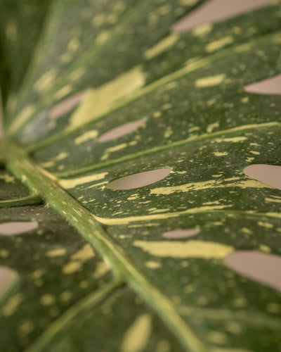 Eine Nahaufnahme eines Blattes der Monstera deliciosa „Thai Constellation“ zeigt gelbe Flecken und Muster mit natürlichen Löchern und strukturierten Oberflächen. Der durch die Adern erzeugte Sterneneffekt verleiht Tiefe und Details und erinnert an diese atemberaubende Sorte.