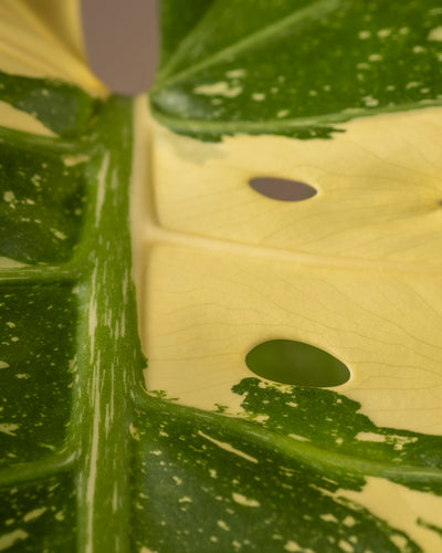 Eine Nahaufnahme eines Blattes der Monstera deliciosa „Thai Constellation“ zeigt seine leuchtenden Grün- und Cremetöne. Das Blatt weist deutliche Löcher und eine Mittelader auf, mit einer Textur, die den auffälligen Farbkontrast und das natürliche Muster betont.