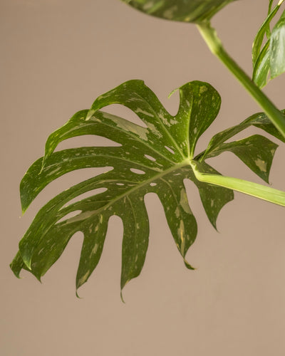Nahaufnahme eines Blattes der Monstera deliciosa „Thai Constellation“ mit markanten Rissen und Löchern vor beigem Hintergrund, wobei die strukturierte Oberfläche und das marmorierte Muster bei sanfter Beleuchtung hervorgehoben werden.