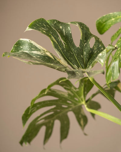 Die Nahaufnahme der Monstera deliciosa „Thai Constellation“ vor einem neutralen Hintergrund zeigt ihre großen, grünen Blätter mit einzigartigen weißen Sprenkeln und Fenstern, die ein kompliziertes Muster wie das klassische Fensterblatt bilden.