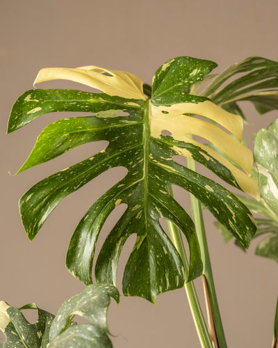 Eine Nahaufnahme der Monstera deliciosa „Thai Constellation“ zeigt eine atemberaubende Panaschierung mit grünen Blättern, cremefarbenen Abschnitten und markanten Perforationen vor einem sanften beigen Hintergrund, der ihre einzigartige Schönheit hervorhebt.
