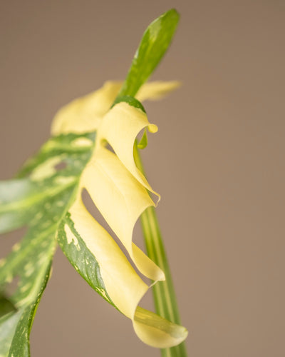 Nahaufnahme eines blassen, gekräuselten Blattes mit einem grün-gelben bunten Muster, das der Monstera deliciosa „Thai Constellation“ ähnelt. Das glänzende, leicht durchscheinende Blatt steht vor einem schlichten, gedämpften Hintergrund.