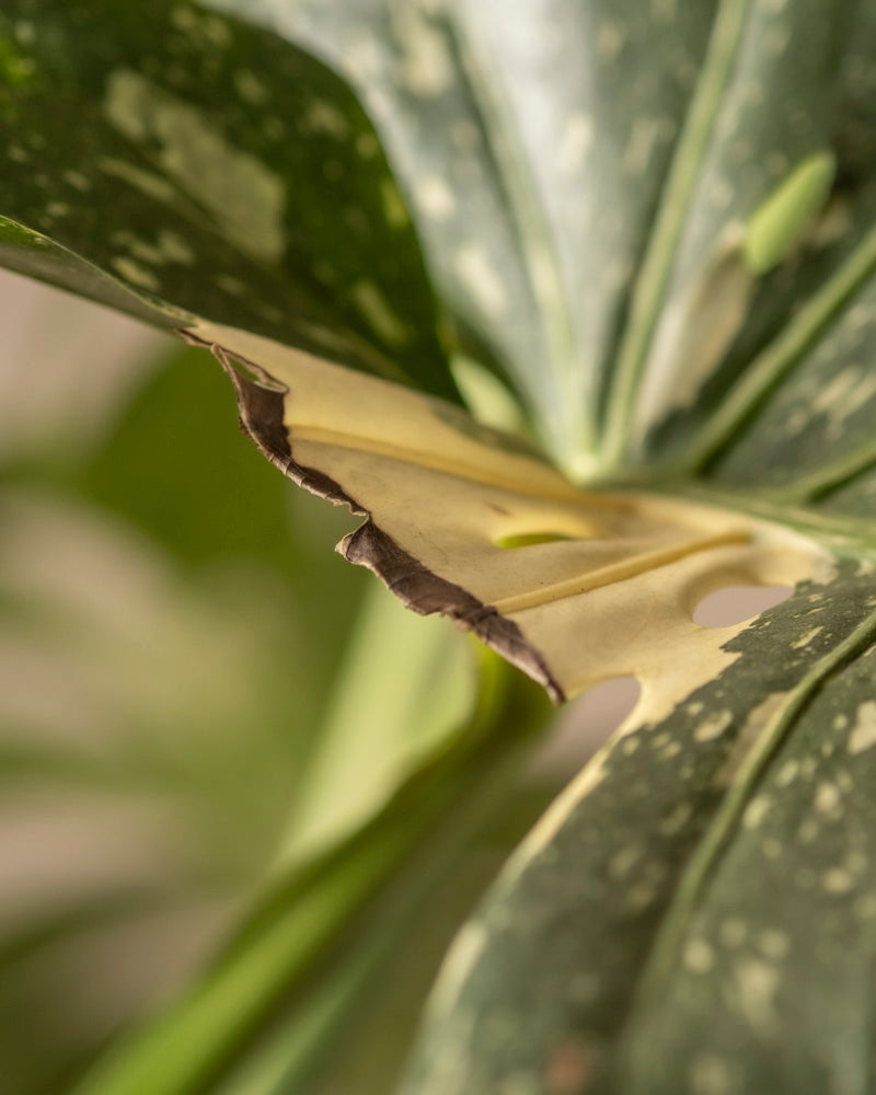 Eine Nahaufnahme eines Blattes der Monstera deliciosa „Thai Constellation“ zeigt sein grün- und cremefarbenes Muster. Der markante braune Rand deutet auf eine leichte Bräunung hin, während der weiche, unscharfe Hintergrund die satte Textur und Farbe des Fensterblatts hervorhebt.