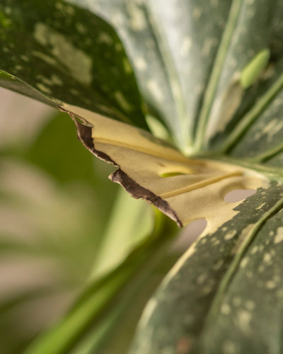 Eine Nahaufnahme eines Blattes der Monstera deliciosa „Thai Constellation“ zeigt sein grün- und cremefarbenes Muster. Der markante braune Rand deutet auf eine leichte Bräunung hin, während der weiche, unscharfe Hintergrund die satte Textur und Farbe des Fensterblatts hervorhebt.