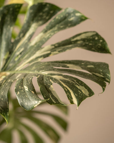 Nahaufnahme eines Blattes der Monstera deliciosa „Thai Constellation“, das eine Mischung aus Grün- und Cremetönen mit einzigartigen Löchern und Rissen zeigt. Der unscharfe Hintergrund betont die charakteristische Textur und Färbung.