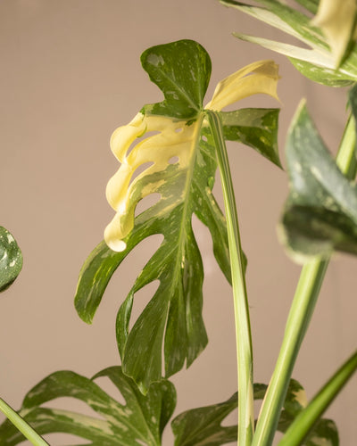 Die Monstera deliciosa „Thai Constellation“ hat grüne und cremefarbene Blätter mit auffälligen ausgeschnittenen Mustern. Ihr kompliziertes Blattwerk wird in warmem Licht vor einem neutralen Hintergrund wunderschön hervorgehoben und zeigt ihren einzigartigen Charme.