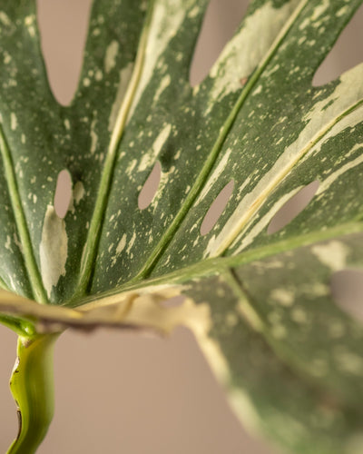 Nahaufnahme eines Blattes der Monstera deliciosa „Thai Constellation“. Das bunte grüne Muster mit weißen Flecken und markanten Löchern ist vor einem sanft beigen Hintergrund zu sehen.