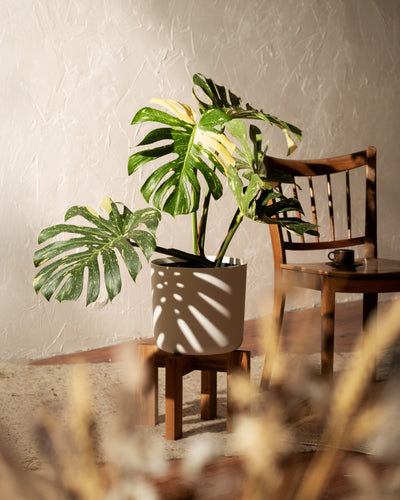 Eine Monstera deliciosa „Thai Constellation“ mit bunten grünen und cremefarbenen Blättern sitzt auf einem Holzhocker und wirft Schatten. Im Hintergrund steht auf einem Holzstuhl eine kleine Tasse, die eine warme und natürliche Atmosphäre schafft.