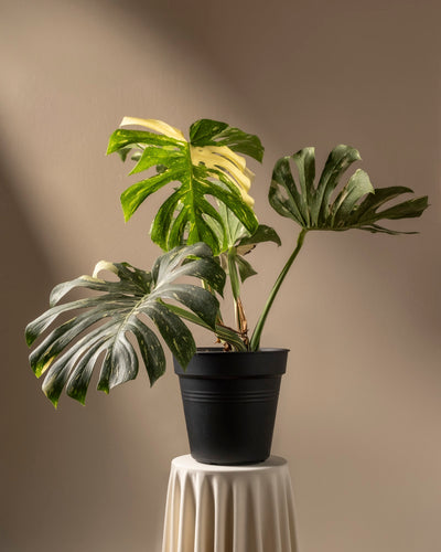 Eine eingetopfte Monstera deliciosa „Thai Constellation“ mit grünen und cremefarbenen Blättern steht auf einem weißen, gefalteten zylindrischen Ständer vor einem beigen Hintergrund. Sonnenlicht wirft weiche Schatten und betont das strukturierte Laub der Pflanze.