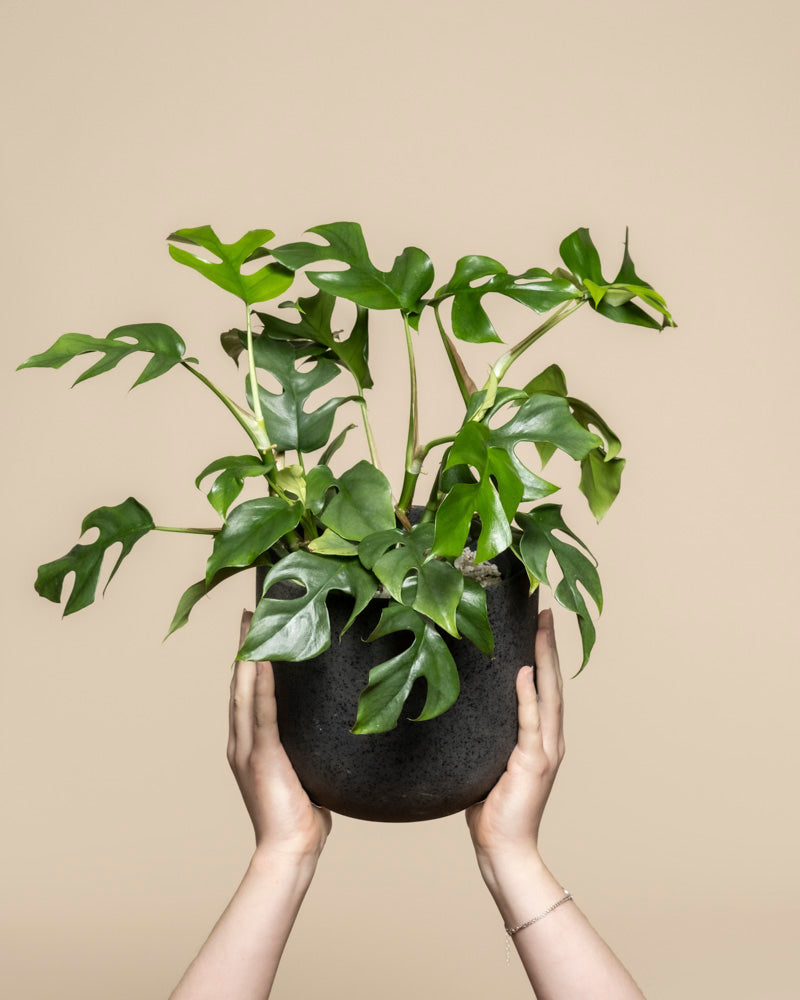 Ein Paar Hände hält einen schwarzen Topf hoch, in dem sich eine üppig grüne Monstera minima befindet - eine Fee mit einzigartig geformten Blättern, die vor einem schlichten beigen Hintergrund steht.