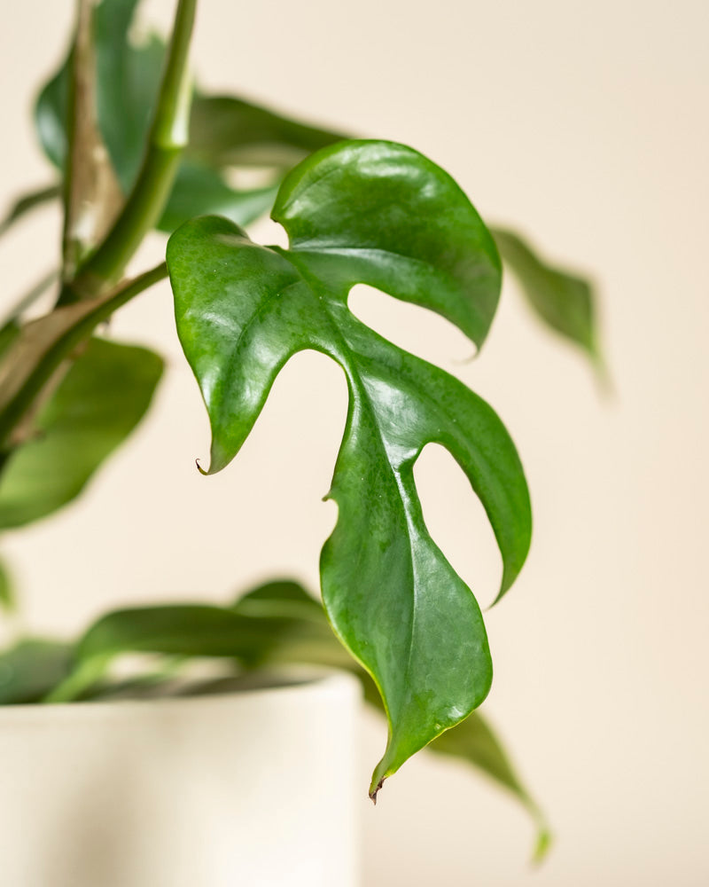 Nahaufnahme eines Monstera minima - Feenblattes mit natürlichen Löchern vor einem hellen Hintergrund. Ein Teil des weißen Topfes und weitere Blätter erscheinen im Hintergrund leicht verschwommen.