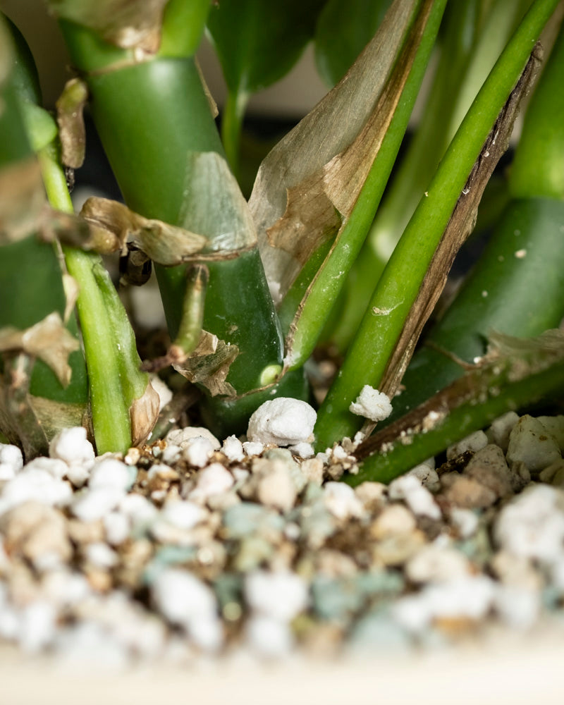 Nahaufnahme einer Monstera minima - feiger Stängel mit braunen, vertrockneten Blättern und weißen Mineralablagerungen auf den grünen Stängeln und der Erde, die mit kleinen weißen und hellbraunen Kieselsteinen oder Perlit bedeckt ist.