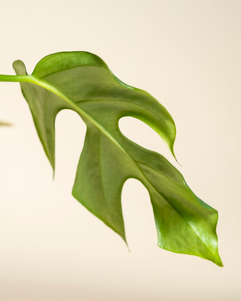 Eine Nahaufnahme eines einzelnen grünen Monstera minima - Feenblattes mit einzigartigen natürlichen Löchern und Rissen, dargestellt vor einem schlichten, hellbeigen Hintergrund.