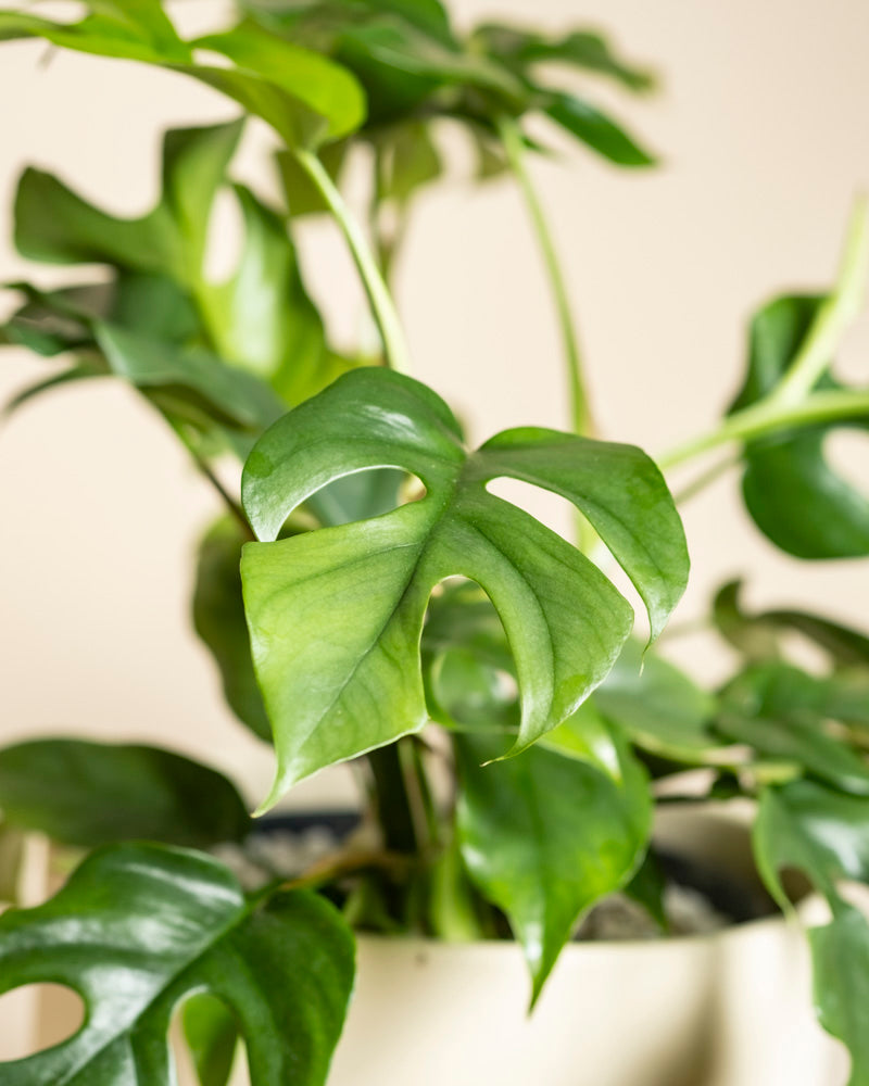 Nahaufnahme einer Monstera minima - feey mit leuchtend grünen, geteilten Blättern in einem hellen Topf vor einem neutralen Hintergrund.