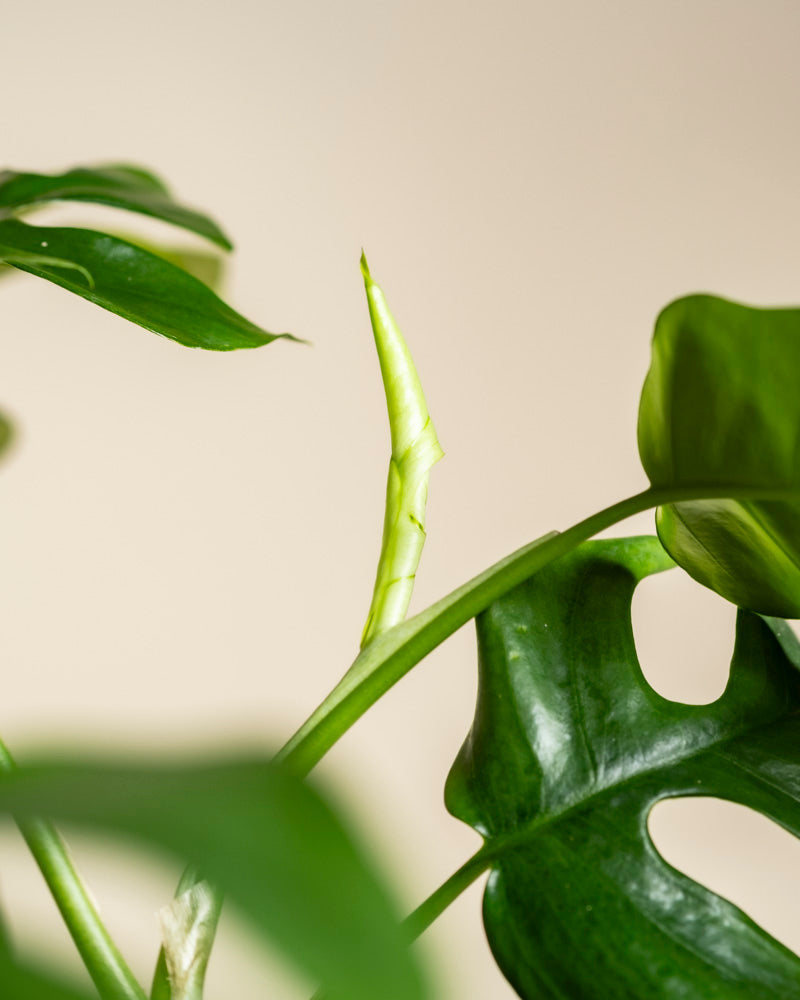 Eine Nahaufnahme einer Monstera minima - feey mit einem neuen Blatt, das sich inmitten reifer, gespaltener grüner Blätter vor einem schlichten, hellen Hintergrund entfaltet.