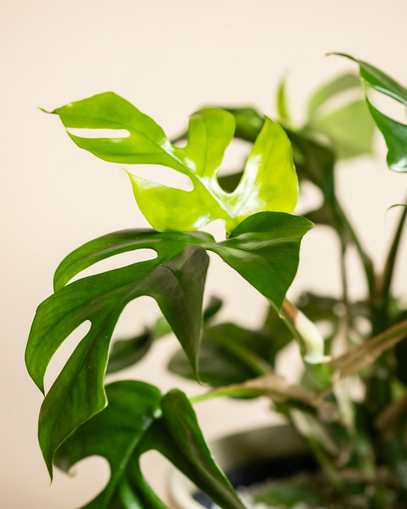Nahaufnahme einer gesunden grünen Monstera minima - feey mit gespaltenen Blättern, vor einem neutralen beigen Hintergrund.
