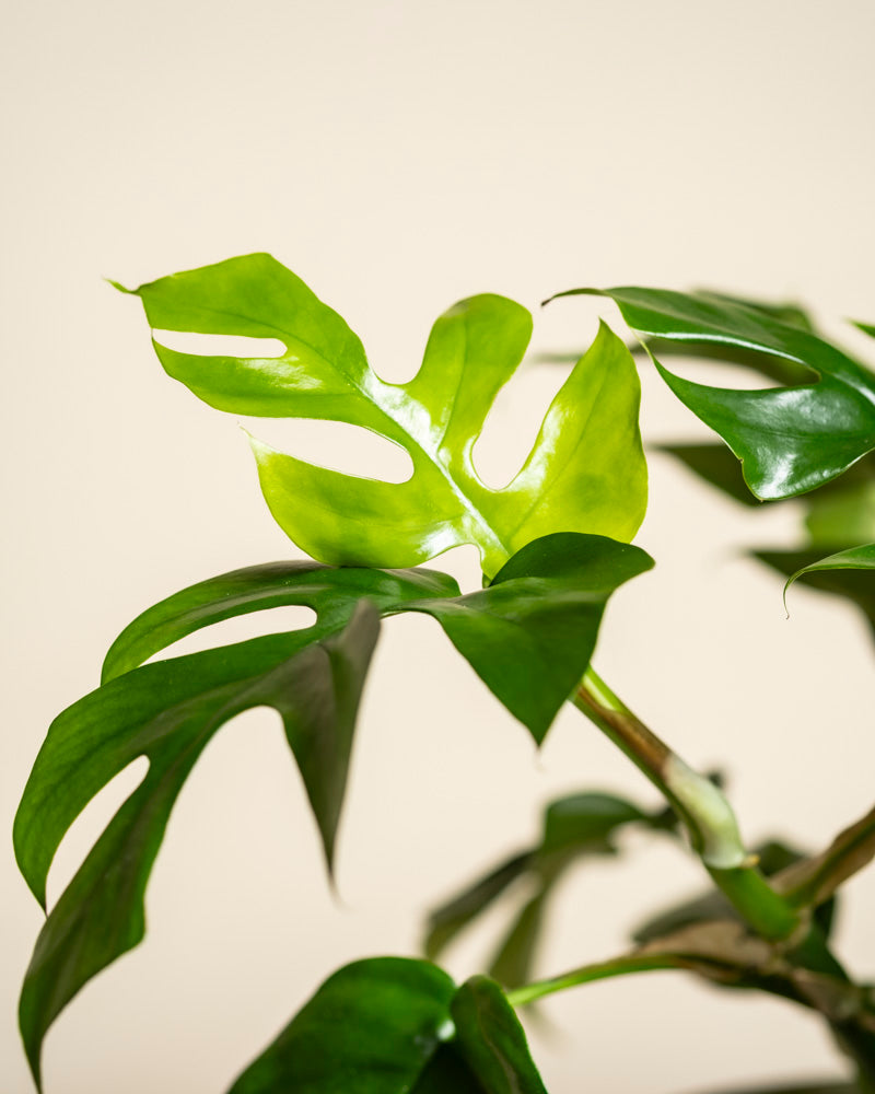 Nahaufnahme einer Monstera minima - feey mit markanten, gespaltenen grünen Blättern vor einem hellen, neutralen Hintergrund.