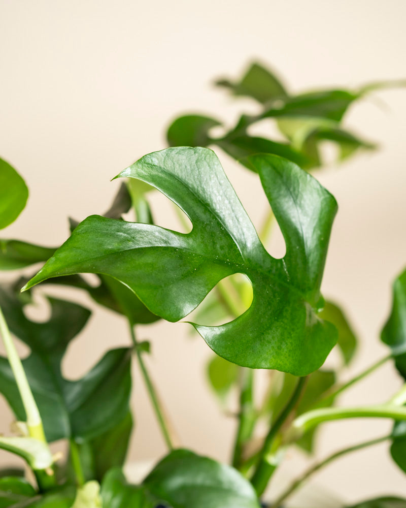 Eine Nahaufnahme eines grünen Monstera minima - Feenblattes mit charakteristischen Rissen und Löchern vor einem neutralen Hintergrund mit unscharfen Blättern in der Ferne.
