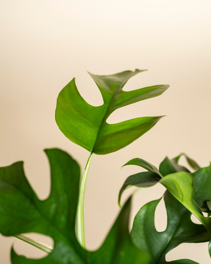Eine Nahaufnahme einer grünen Monstera minima - feey mit geteilten Blättern vor einem zartbeigen Hintergrund.