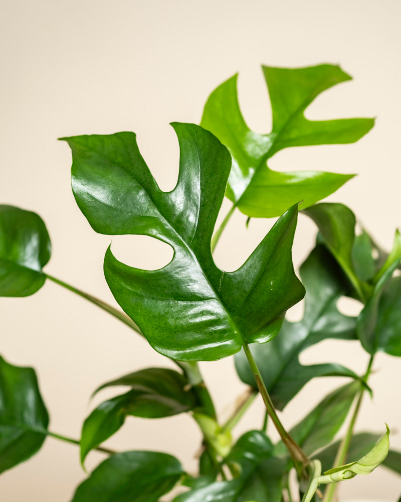 Nahaufnahme der leuchtend grünen Monstera minima - feey, mit ihren ausgeprägten Spalten und glänzenden Blättern, vor einem hellbeigen Hintergrund.