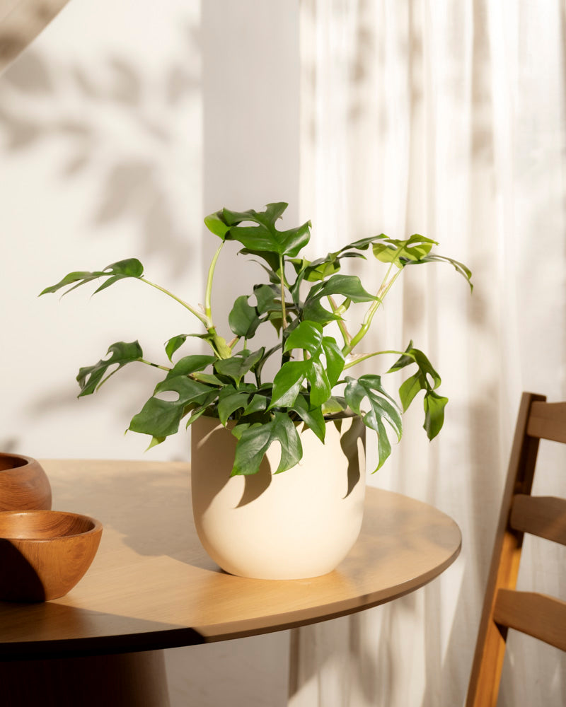 Eine getopfte Monstera minima - feey steht auf einem runden Holztisch neben zwei Holzschalen und einem Stuhl, während das Sonnenlicht sanfte Schatten auf den weißen Vorhang im Hintergrund wirft.