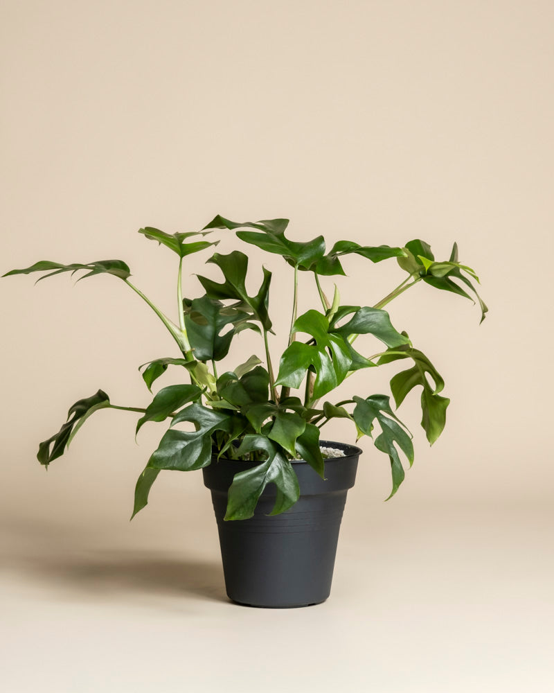 Eine Monstera minima - feey mit großen, gespaltenen grünen Blättern sitzt in einem schwarzen Topf vor einem schlichten beigen Hintergrund.