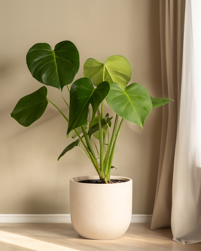 Eine Monstera-Topfpflanze mit großen, glänzenden, herzförmigen Blättern steht auf einem hellen Holzboden neben einem Fenster mit cremefarbenen Vorhängen, sodass sie von natürlichem Licht beleuchtet wird und im Raum eine tropische Atmosphäre erzeugt.