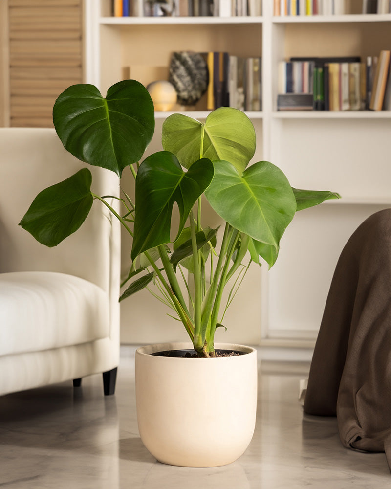Eine Monstera mit großen grünen Blättern steht auf einem Marmorboden und verleiht einem Raum mit einem weißen Sofa, einer beigen Decke und einem Bücherregal voller Bücher und Dekoration eine tropische Atmosphäre.