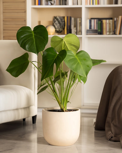 Eine Monstera mit großen grünen Blättern steht auf einem Marmorboden und verleiht einem Raum mit einem weißen Sofa, einer beigen Decke und einem Bücherregal voller Bücher und Dekoration eine tropische Atmosphäre.