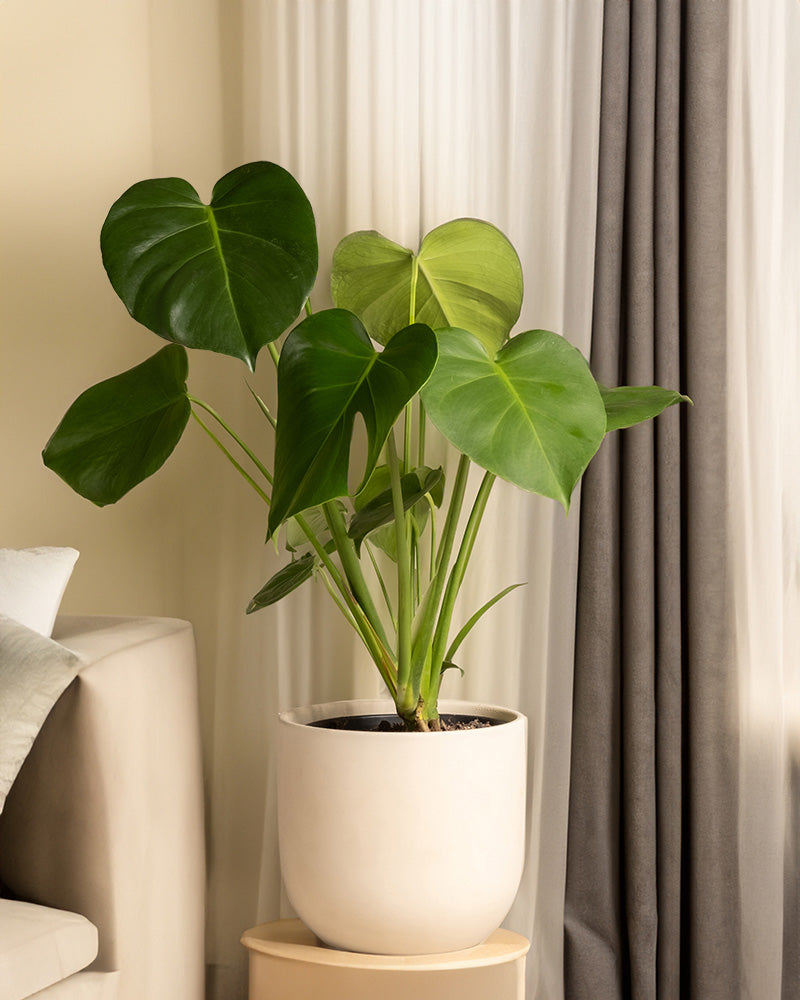 Eine große grüne Monstera (oder Fensterblatt) in einem weißen Topf auf einem Holzständer harmoniert perfekt mit einem beigefarbenen Sofa. Weiße Vorhänge mit dunkelgrauen Einsätzen filtern das natürliche Licht und verstärken die tropische Atmosphäre des Raumes.