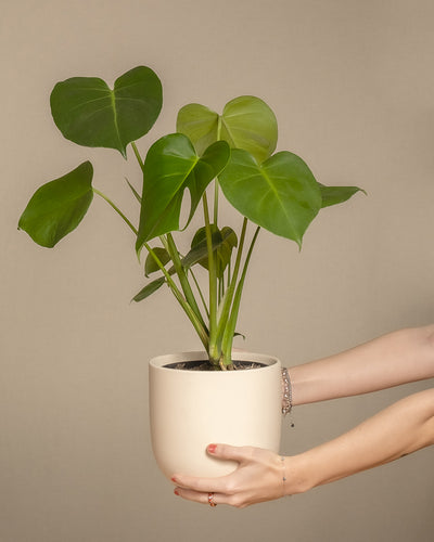 Eine Person mit Armbändern hält eine Monstera im Topf. Große, herzförmige Blätter verströmen tropische Stimmung vor einem schlichten beigen Hintergrund. Die üppige Pflanze ragt anmutig aus einem cremefarbenen Topf.