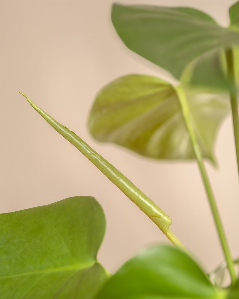 Nahaufnahme einer Monstera mit einem sich gerade entfaltenden Blatt in der Mitte vor einem weichen, neutralen Hintergrund, die die glänzende Textur des sich entfaltenden Blattes und der größeren Fensterblattblätter zur Schau stellt und tropische Stimmungen hervorruft.
