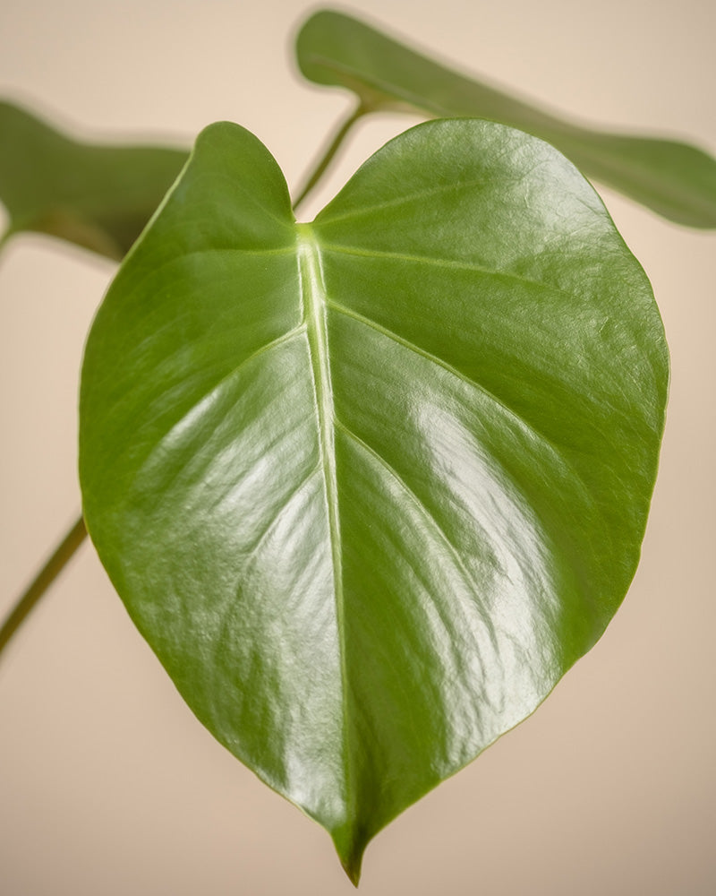 Ein glänzendes, herzförmiges Monstera-Blatt mit sichtbaren Adern hebt sich von einem sanften beigen Hintergrund ab und betont seine leuchtende Farbe und glatte Textur, die tropische Stimmungen hervorruft.