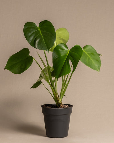 Die Monstera-Pflanze im schwarzen Topf verströmt mit ihren herzförmigen, geteilten Blättern und leuchtenden Grüntönen vor beigem Hintergrund tropische Stimmung.