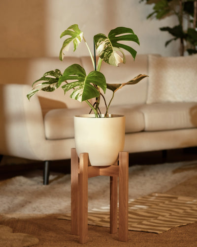 Eine Monstera deliciosa variegata mit leuchtend grünen und weißen Blättern steht elegant in einem weißen Topf auf einem Holzständer und wertet den gemusterten Teppich und die gemütliche Einrichtung des Wohnzimmers mit einem beigen Sofa auf. Weiches Tageslicht bringt dieses elegante Arrangement wunderschön zur Geltung.