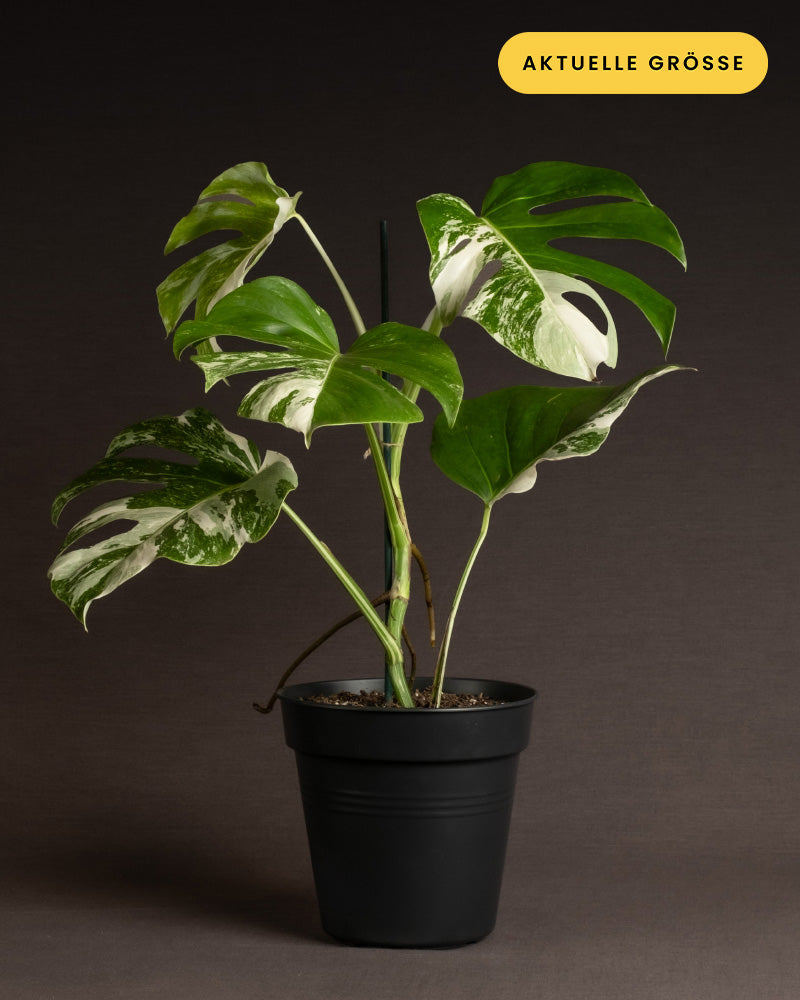 Monstera variegata feey Pflanzen Raritäten 🏆 feey GmbH