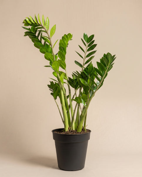 Eine Glücksfeder in einem schwarzen Innentopf ohne Übertopf.