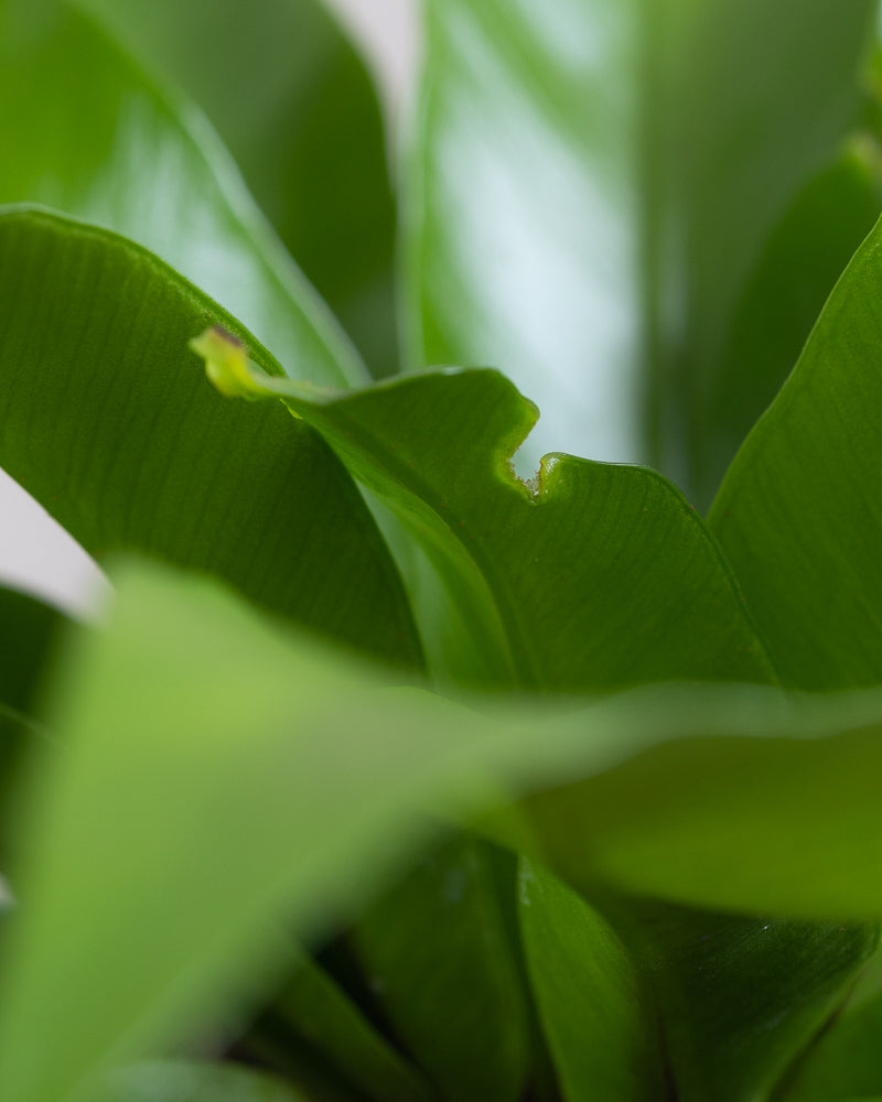 Detailaufnahme der Blätter eines kleinen Nestfarns mit kleinem Makel