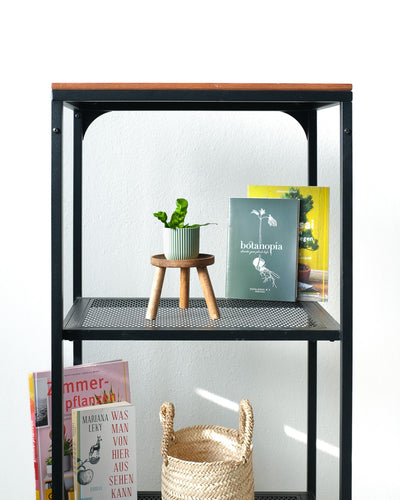 Baby Nestfarn in mintfarbenem Übertopf in einem Bücherregal.
