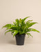 Ein eingetopfter Nestfarn mit langen, breiten, gewellten grünen Blättern in einem schwarzen Plastiktopf.  Dieser elegante Asplenium nidus verleiht Ihrem Raum einen Hauch von Natur.