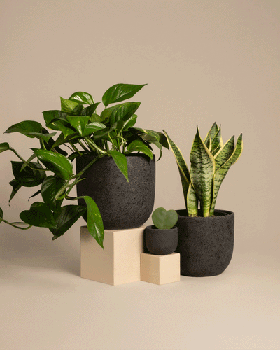 Das Starter-Set besteht aus zwei schwarzen Töpfen mit einem Zimmerpflanzen-Duo: einer Efeutute und einer Schwiegermutterzunge auf einem beigen geometrischen Ständer, begleitet von einem kleineren Topf mit einem herzförmigen Blatt, alles vor einem weichen, neutralen Hintergrund.